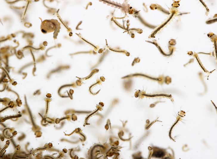How to kill a mosquito larvae