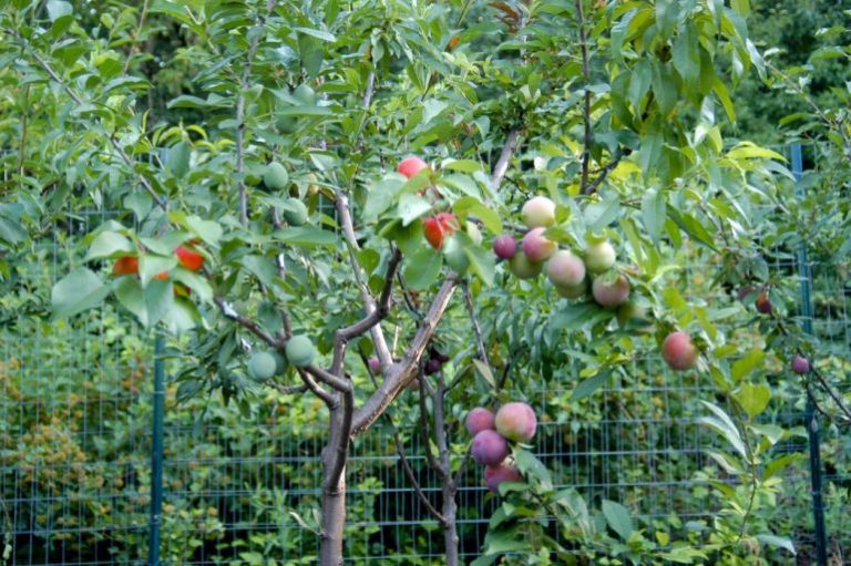 Multigrafted fruit trees are something you need to see