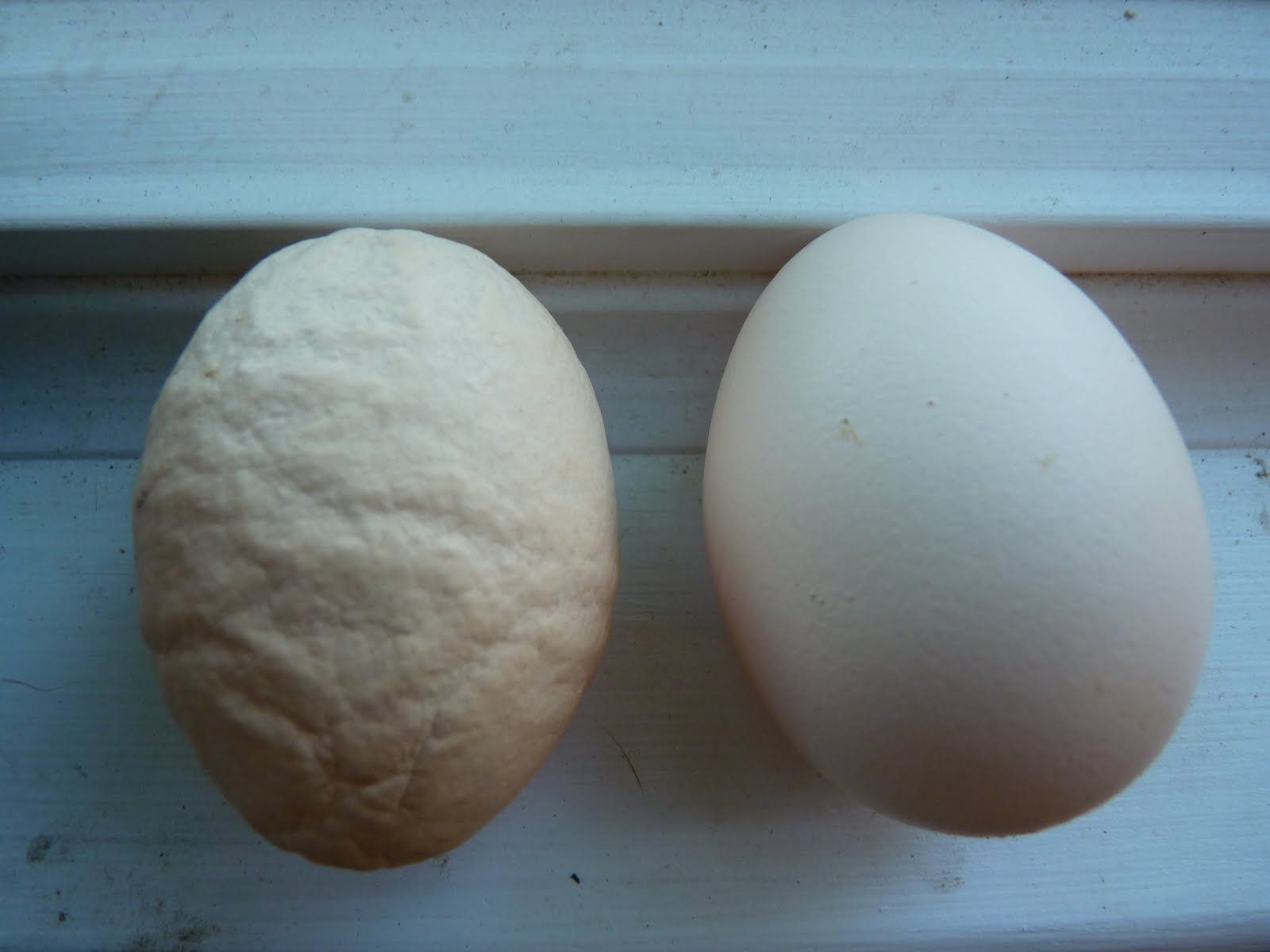 5 Eggs You Can Still Eat