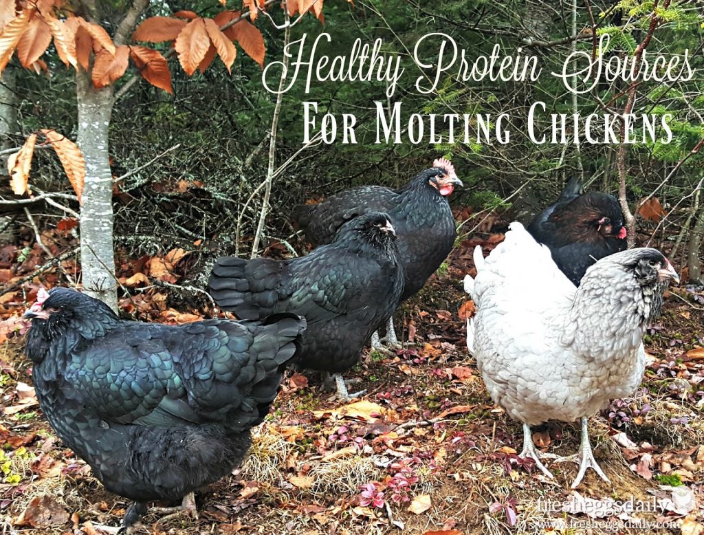 6 Sources of Protein for Molting Hens