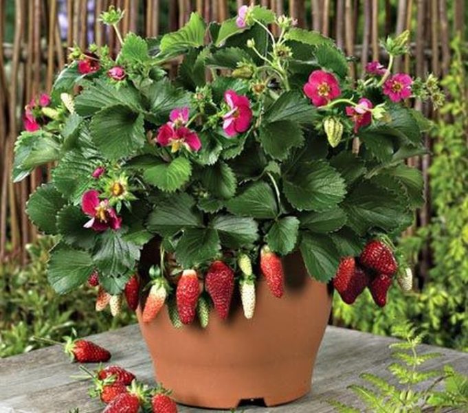 7 Easy Container Fruits