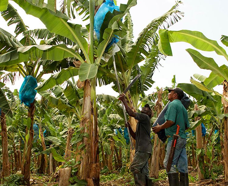 Guide to growing bananas in your backyard