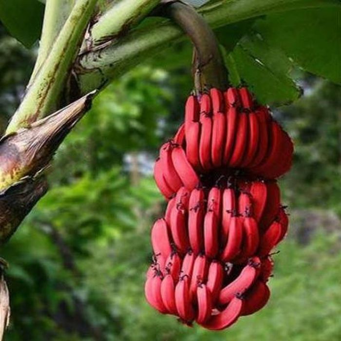 Guide to growing bananas in your backyard