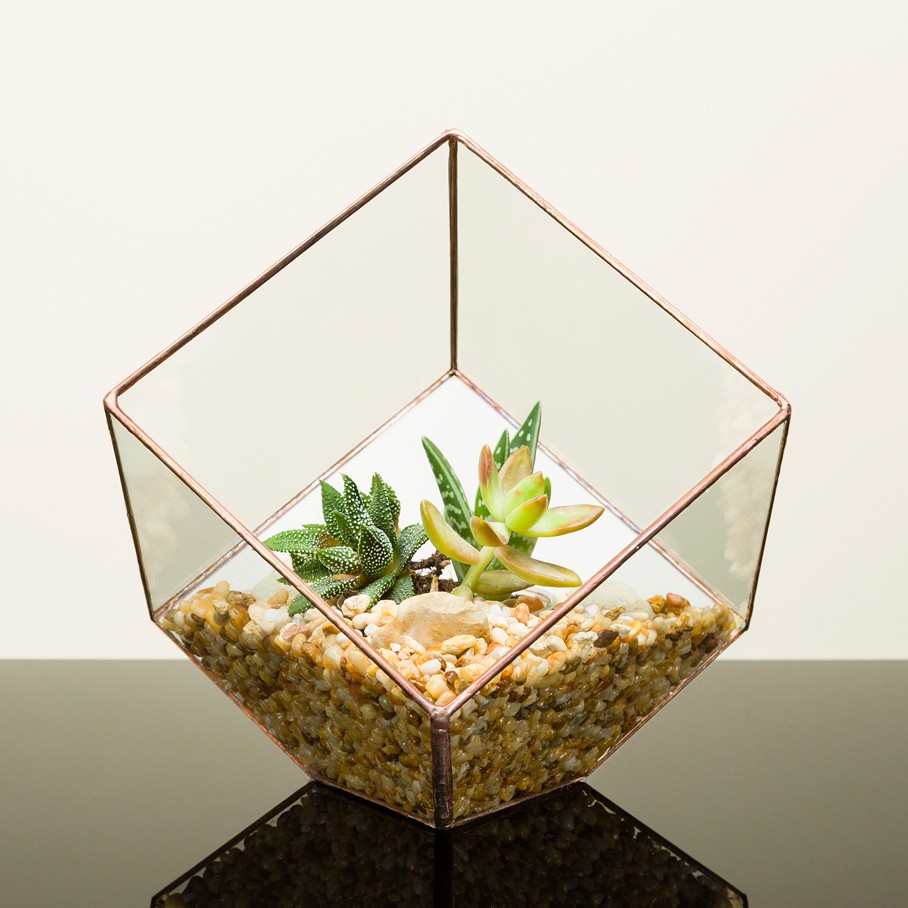 10 Most Beautiful Terrariums