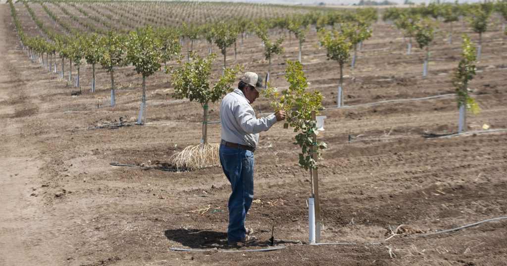Everything You Need To Know About Growing Up A Pistachio Tree