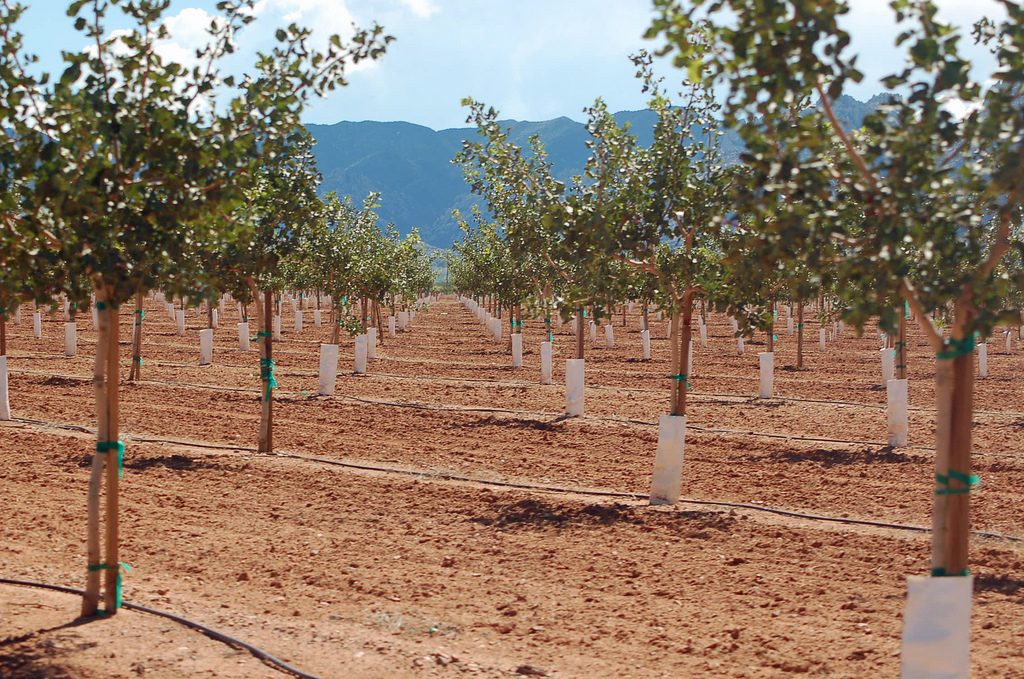 Everything You Need To Know About Growing Up A Pistachio Tree