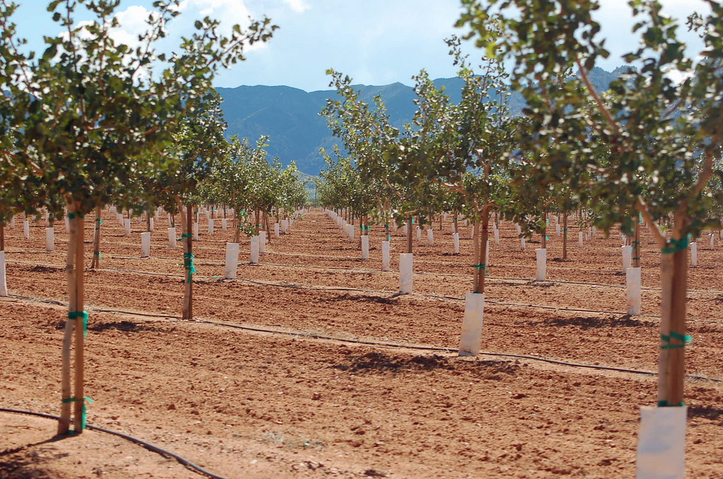 Everything You Need To Know About Growing Up A Pistachio Tree