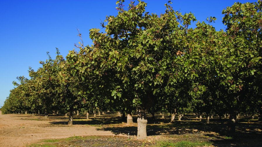 Everything You Need To Know About Growing Up A Pistachio Tree