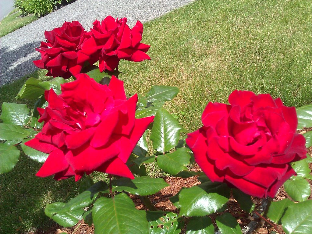 Roses are Important, but Long Lasting Roses are a Necessity