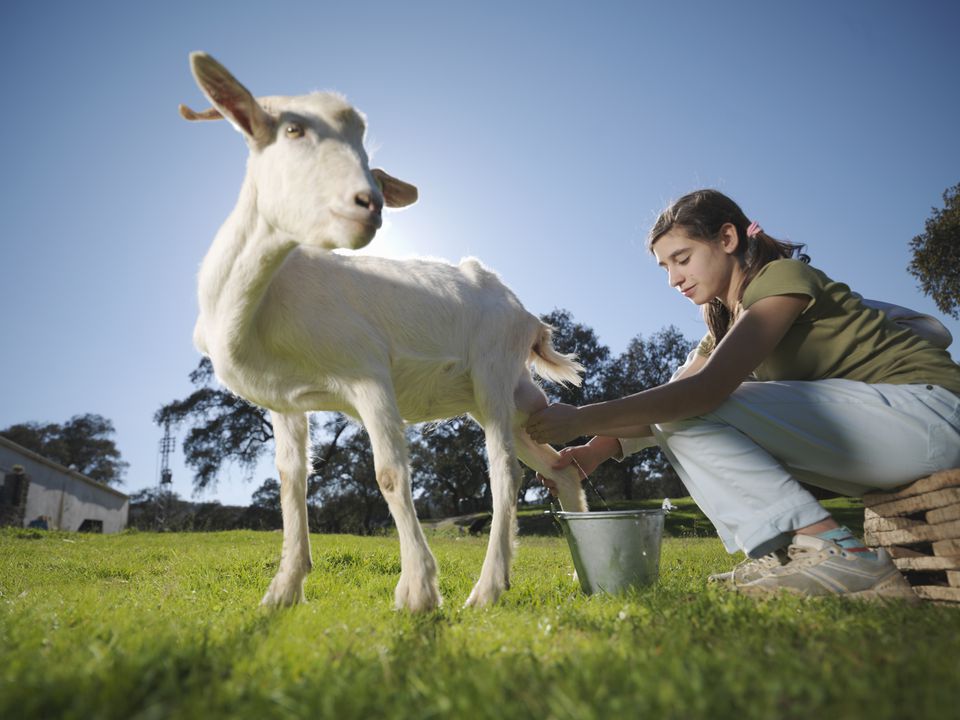 Enhance Your Palate: 3 Tips for Enjoying Goat's Milk