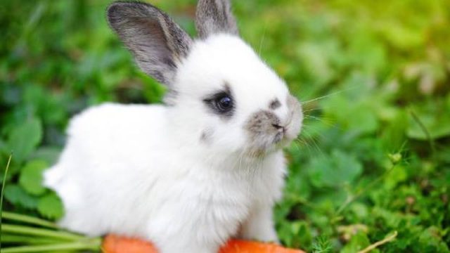 6 Farm Animals That Are Suited For The City Life