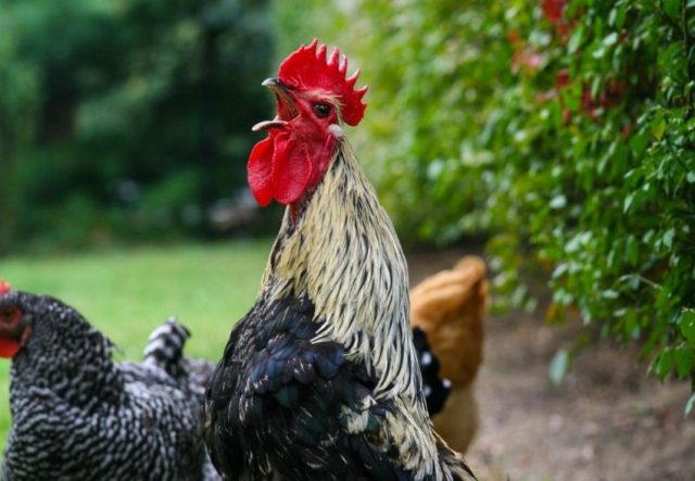 A Life of Roosters