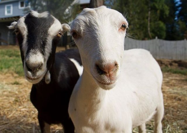All you need to know about goat care