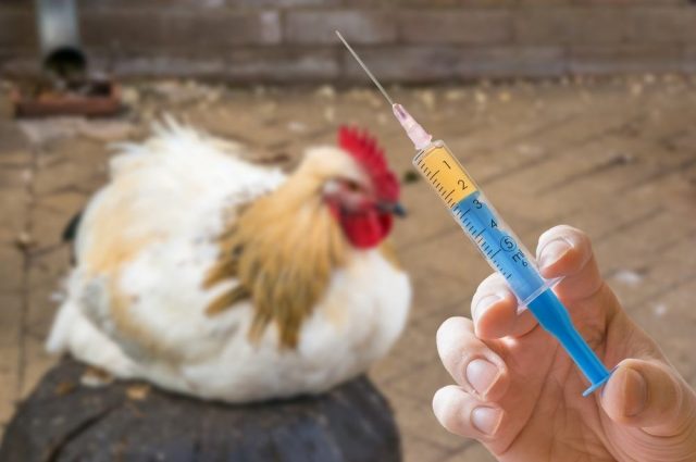 Common Chicken Diseases