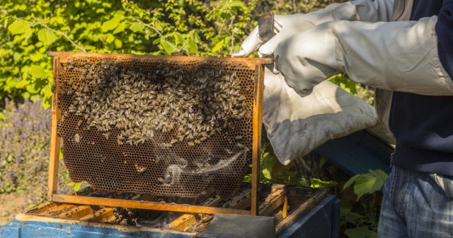 Create your own beehive