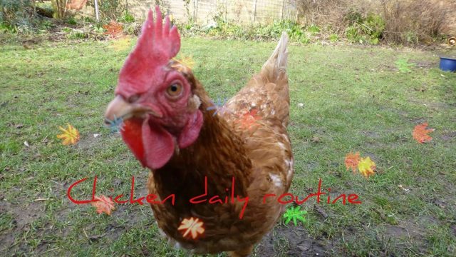 Daily Chicken Routine