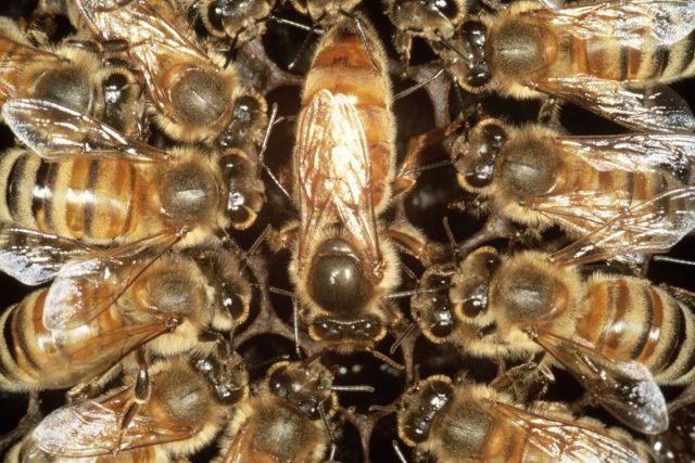 Did you know these facts about the Bee Queen