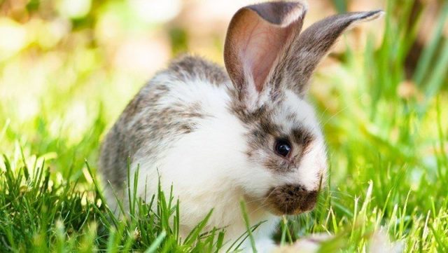 Everyday Rabbit Behaviors