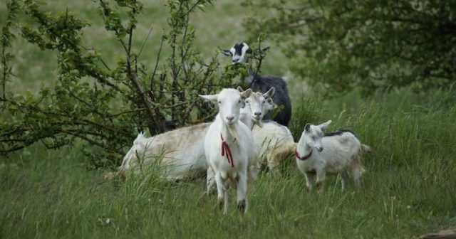 Here is why goats are good for weed-control