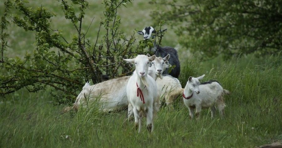 Goats: The Eco-Friendly Weed Control Solution
