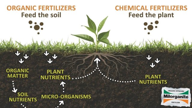 Here is why organic fertilizers are superior to chemical fertilizers