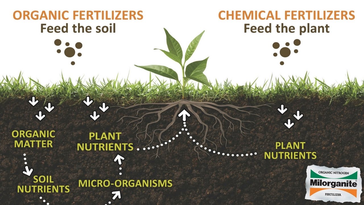 Organic vs. Chemical: The Fertilizer Superiority Debate
