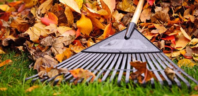 Here is why you shouldn't throw out leaves in the autumn
