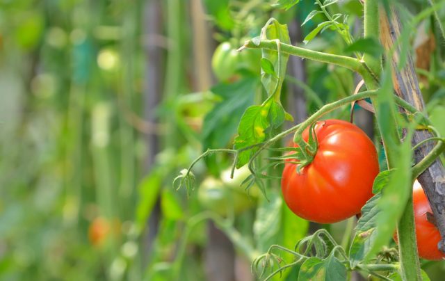 Ripe garden tomatoes
