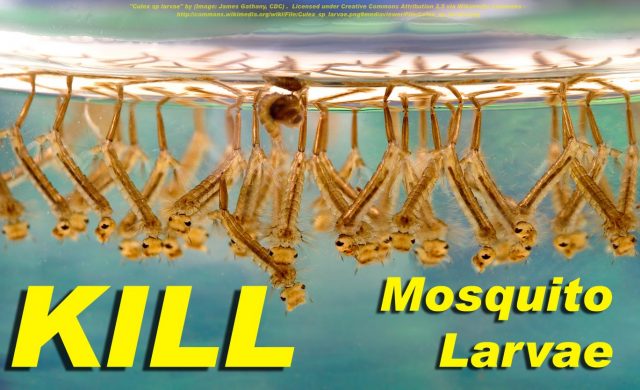 How to kill a mosquito larvae