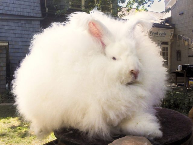 angora rabbit's fiber