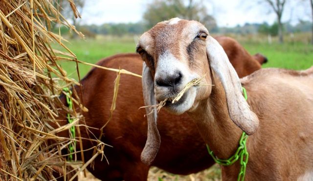 How to protect your goats from illness