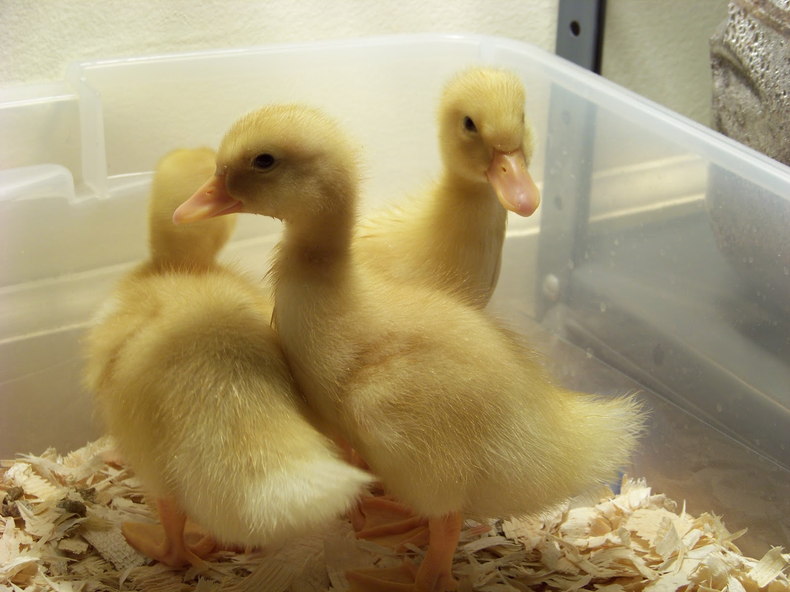 How To Raise Ducks With A Broody Hen Urbanfarmonline Com