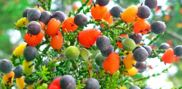Multi-grafted fruit trees