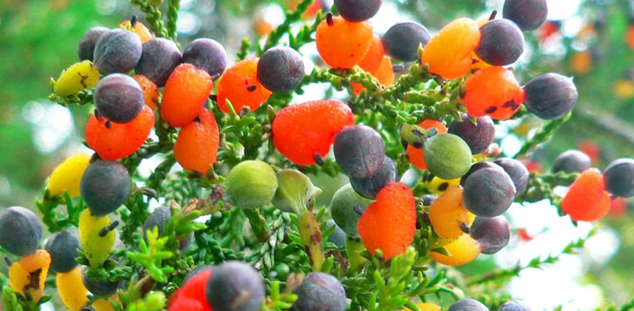 Multi-grafted fruit trees are something you need to see
