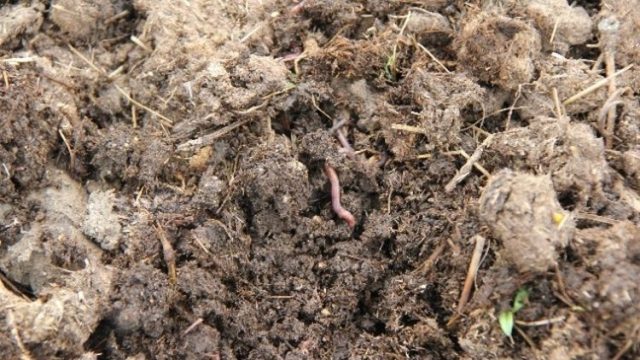 Natural Fertilizers