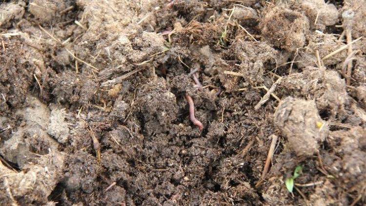 WHAT ARE FERTILIZERS visual data 6