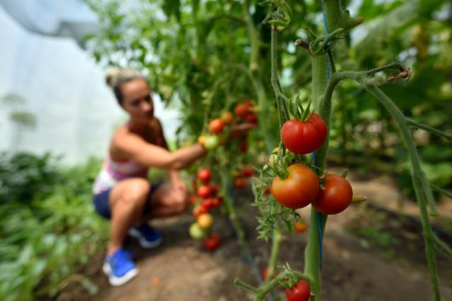 Organic Gardening