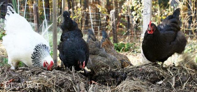 Permaculture Chicken Keeping