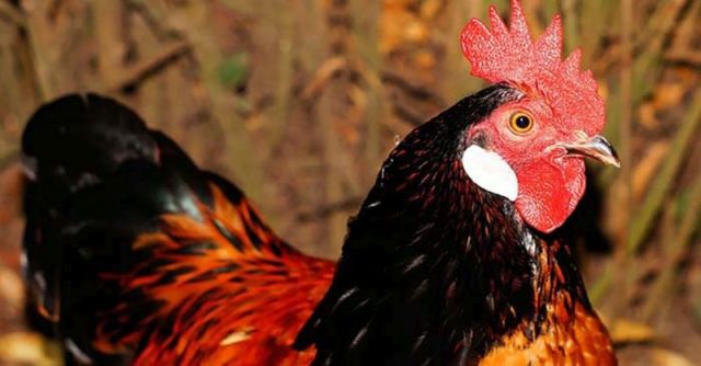 Protect your chickens from diseases