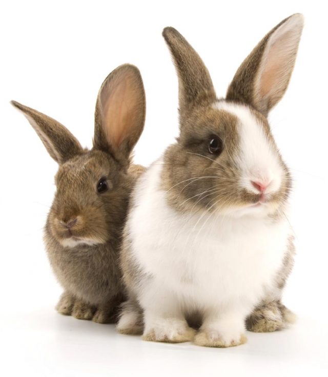 Rabbit statistics - reproduction, anatomy, physiology