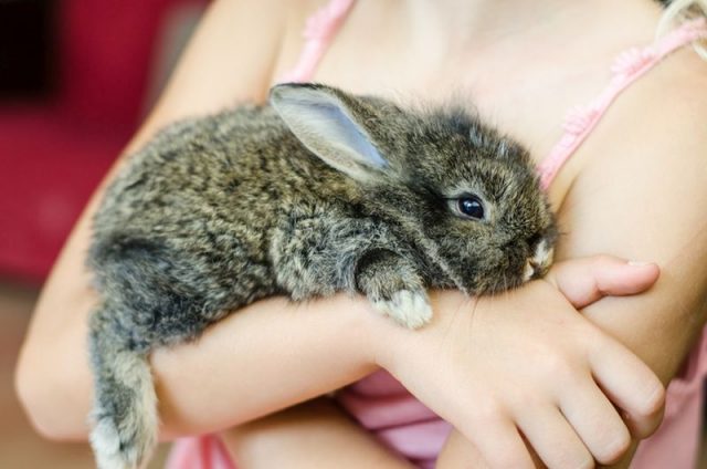 rabbit