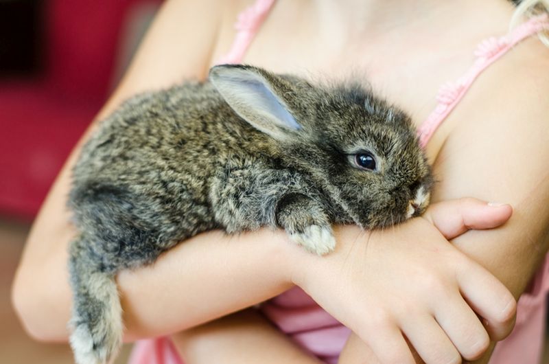 Rabbit Health: Treating Common Ailments