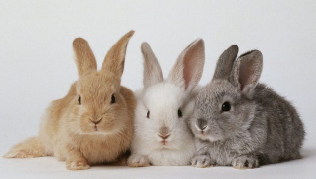 Rabbit keeping