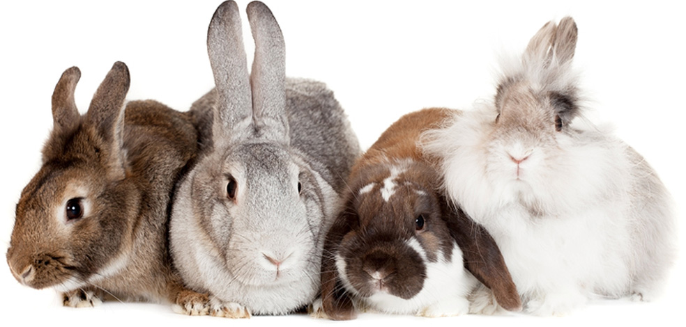 К чему снится кролик живой. Кролик на белом фоне. Семейство кроликов. Кролики домашние. Семья кроликов.