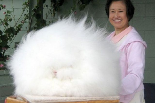Raising Rabbits for Fiber