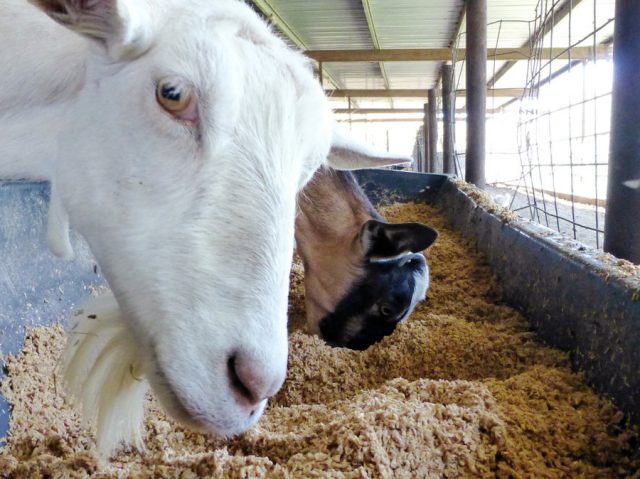 This is the way you should feed the goats