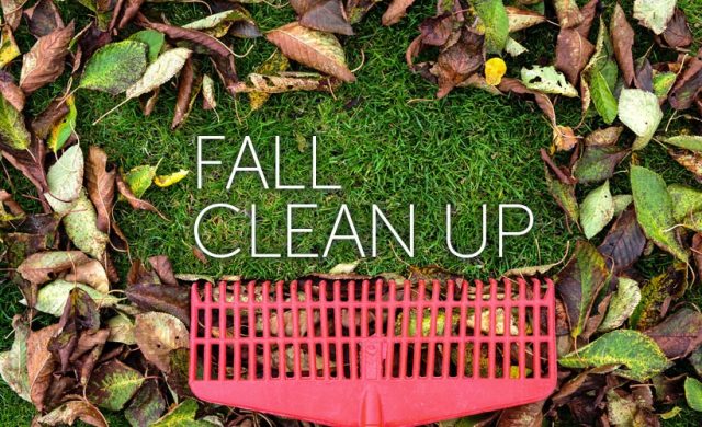 Tips How to Clean Your Garden in Fall