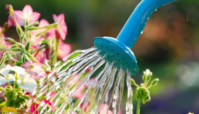 Tips for Summer Watering