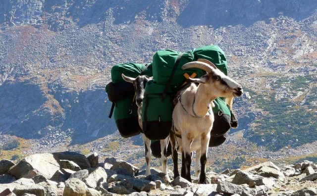 Using goats for packing