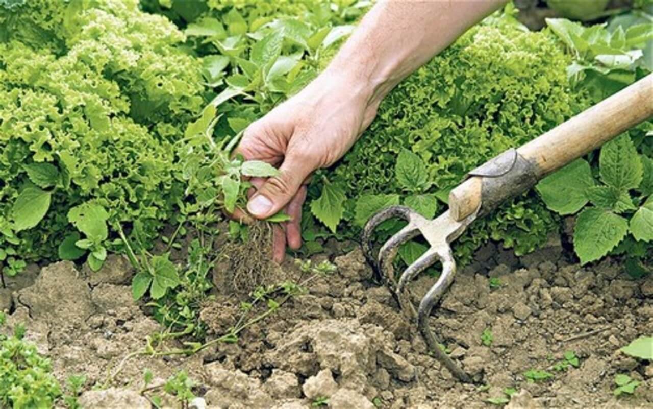 Weed Control: Master Your Garden's Unwanted Guests
